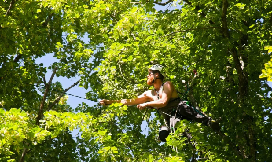 Arboriculteur : Fiche Métier, Compétences et Salaire