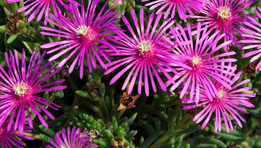 Produits Biostimulants des Plantes : Vers une Agriculture plus Durable