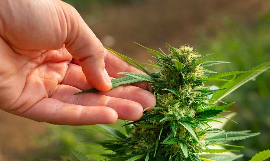 Fleurs de CBD : Le Guide Ultime pour Tout Comprendre Avant d’Acheter