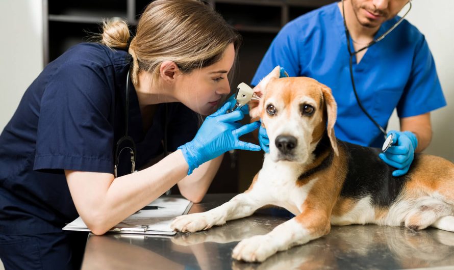Fiche Métier : Soigneur Animalier – Un métier passion entre vocation et responsabilités